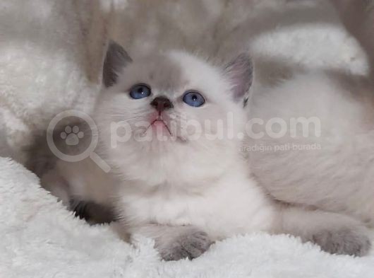 British Shorthair Lynx Point Yavrulari