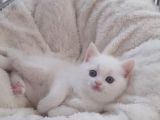 British Shorthair Lynx Point Yavrulari