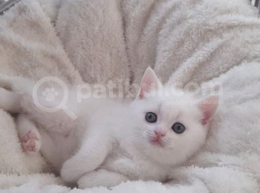 British Shorthair Lynx Point Yavrulari görsel