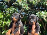 Anne Altindan Safkan Doberman Yavrular