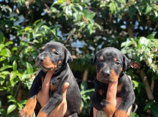 Anne Altindan Safkan Doberman Yavrular görsel
