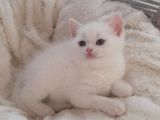 British Shorthair Lynx Point Yavrulari