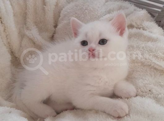 British Shorthair Lynx Point Yavrulari görsel