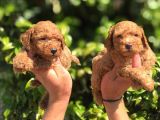 MÜKEMMEL POODLE YAVRULAR