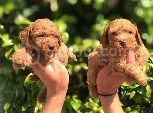 Mükemmel Poodle Yavrular