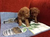 Mükemmel Poodle Yavrular