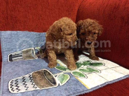 Mükemmel Poodle Yavrular görsel