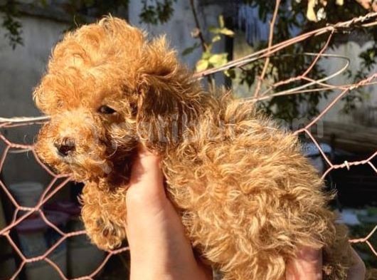 Mükemmel Poodle Yavrular görsel