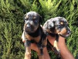 Anne Altindan Safkan Doberman Yavrular