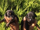 Anne Altindan Safkan Doberman Yavrular
