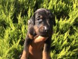 ANNE ALTINDAN SAFKAN DOBERMAN YAVRULAR