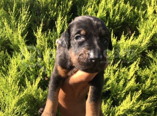 Anne Altindan Safkan Doberman Yavrular