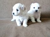 Sifir Numara Mükemmel Maltese Bebekler