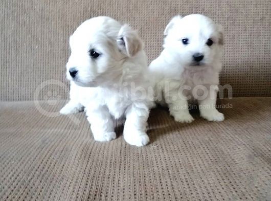 Sifir Numara Mükemmel Maltese Bebekler görsel