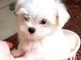 SIFIR NUMARA MÜKEMMEL MALTESE BEBEKLER