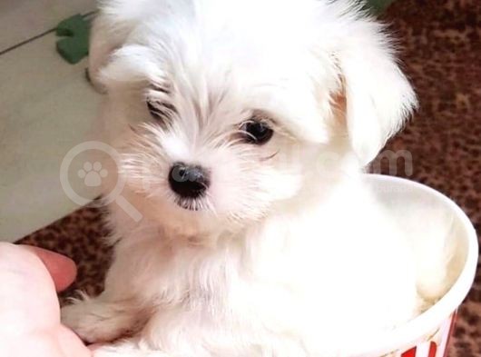 Sifir Numara Mükemmel Maltese Bebekler