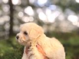 Sifir Numara Mükemmel Maltese Bebekler