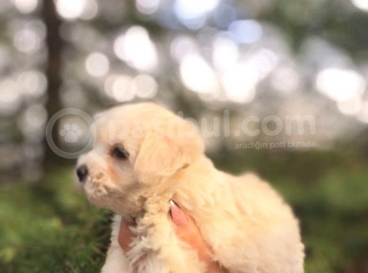 Sifir Numara Mükemmel Maltese Bebekler görsel