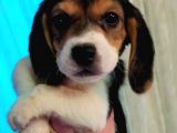 Eğlenceli̇ Beagle Yavrular