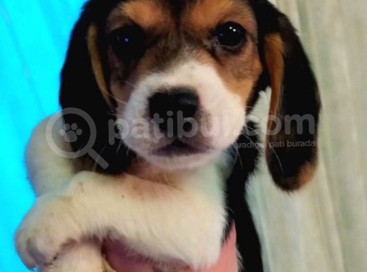 Eğlenceli̇ Beagle Yavrular görsel