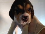 Eğlenceli̇ Beagle Yavrular