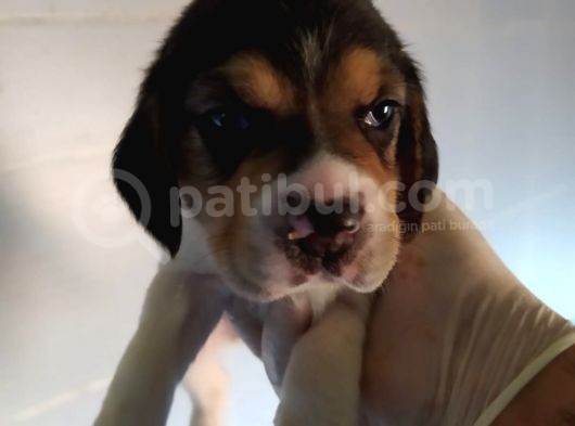 Eğlenceli̇ Beagle Yavrular görsel