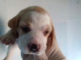Eğlenceli̇ Beagle Yavrular
