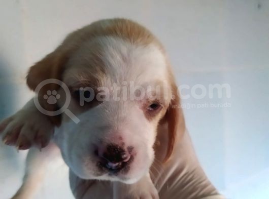 Eğlenceli̇ Beagle Yavrular görsel