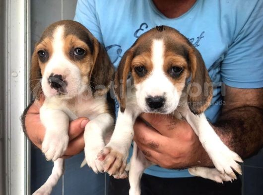Eğlenceli̇ Beagle Yavrular