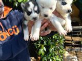 Irkinin En İyi̇si̇ Husky Yavrular