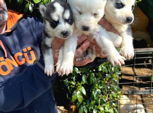 Irkinin En İyi̇si̇ Husky Yavrular görsel