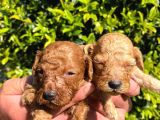 Mükemmel Poodle Yavrular
