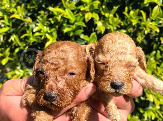 Mükemmel Poodle Yavrular görsel