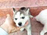 Irkinin En İyi̇si̇ Husky Yavrular
