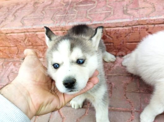 Irkinin En İyi̇si̇ Husky Yavrular görsel