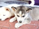 Irkinin En İyi̇si̇ Husky Yavrular
