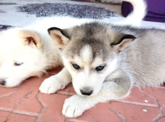Irkinin En İyi̇si̇ Husky Yavrular görsel