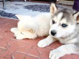 IRKININ EN İYİSİ HUSKY YAVRULAR