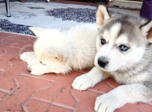Irkinin En İyi̇si̇ Husky Yavrular