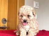 Poodle Ayarında Maltipoo Bebeklerim