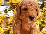 Güzellik Abidesi Ev Uretimi Poodle Bebeklerimiz