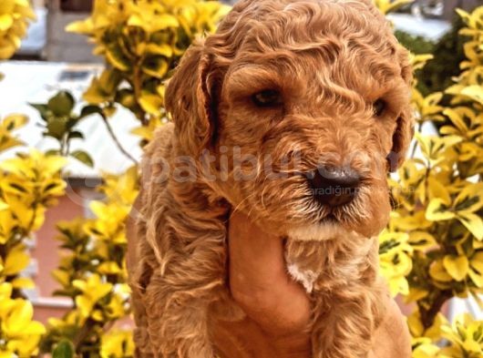 Güzellik Abidesi Ev Uretimi Poodle Bebeklerimiz görsel