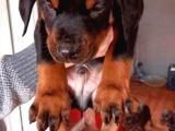 Irk Ve Sağlık Garantili Doberman Yavrular
