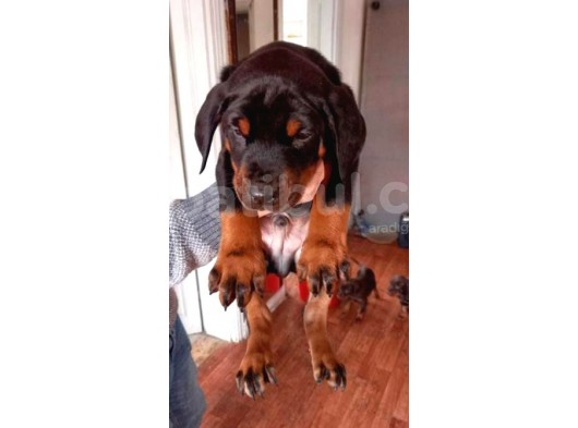 Irk Ve Sağlık Garantili Doberman Yavrular görsel