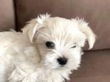 Harika Maltese Bebekleri