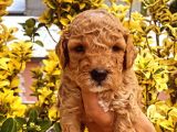 Güzellik abidesi ev uretimi poodle bebeklerimiz