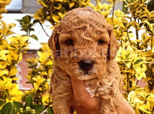 Güzellik Abidesi Ev Uretimi Poodle Bebeklerimiz