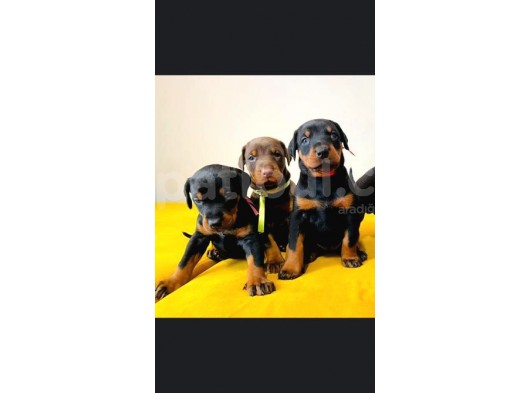 Irk Ve Sağlık Garantili Doberman Yavrular görsel