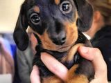 Show GÜZELLİKTE Safkan Dachshund Yavrularımız