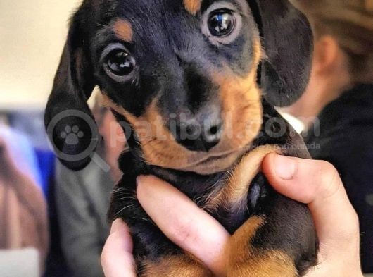 Show Güzelli̇kte Safkan Dachshund Yavrularımız